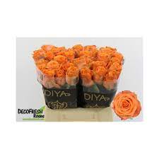 Tropical horizon 40cm