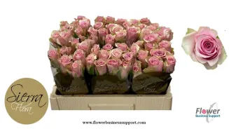 0x6700A28F308ADC6D8BD2E61C6B2CBD28CCBD304B