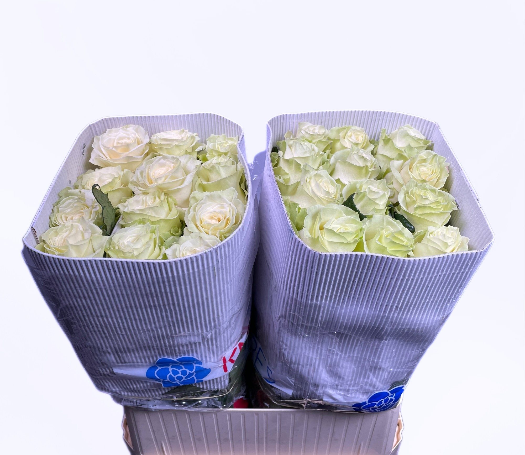 R gr Mon 90cm-5289693