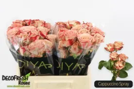 Cappuccino Spray 40cm