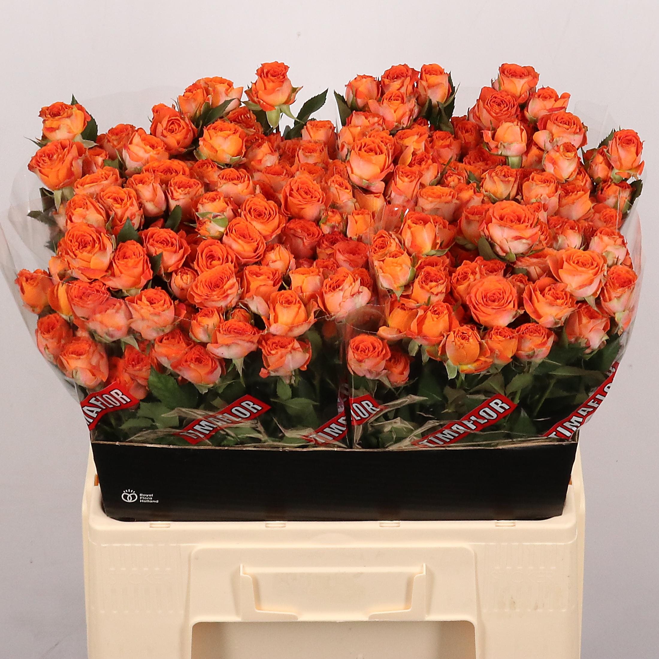 127840-60JGW-6558542