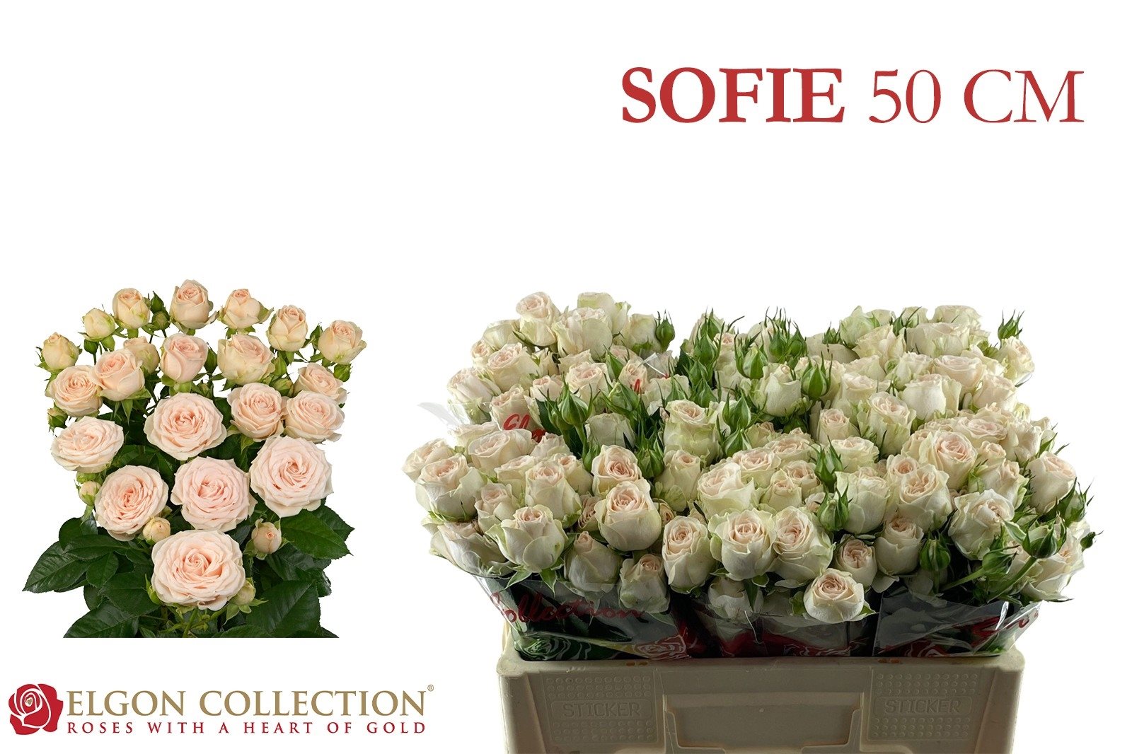 1cb579b36dd37-6640618