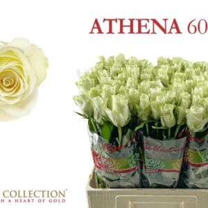 Athena 60cm