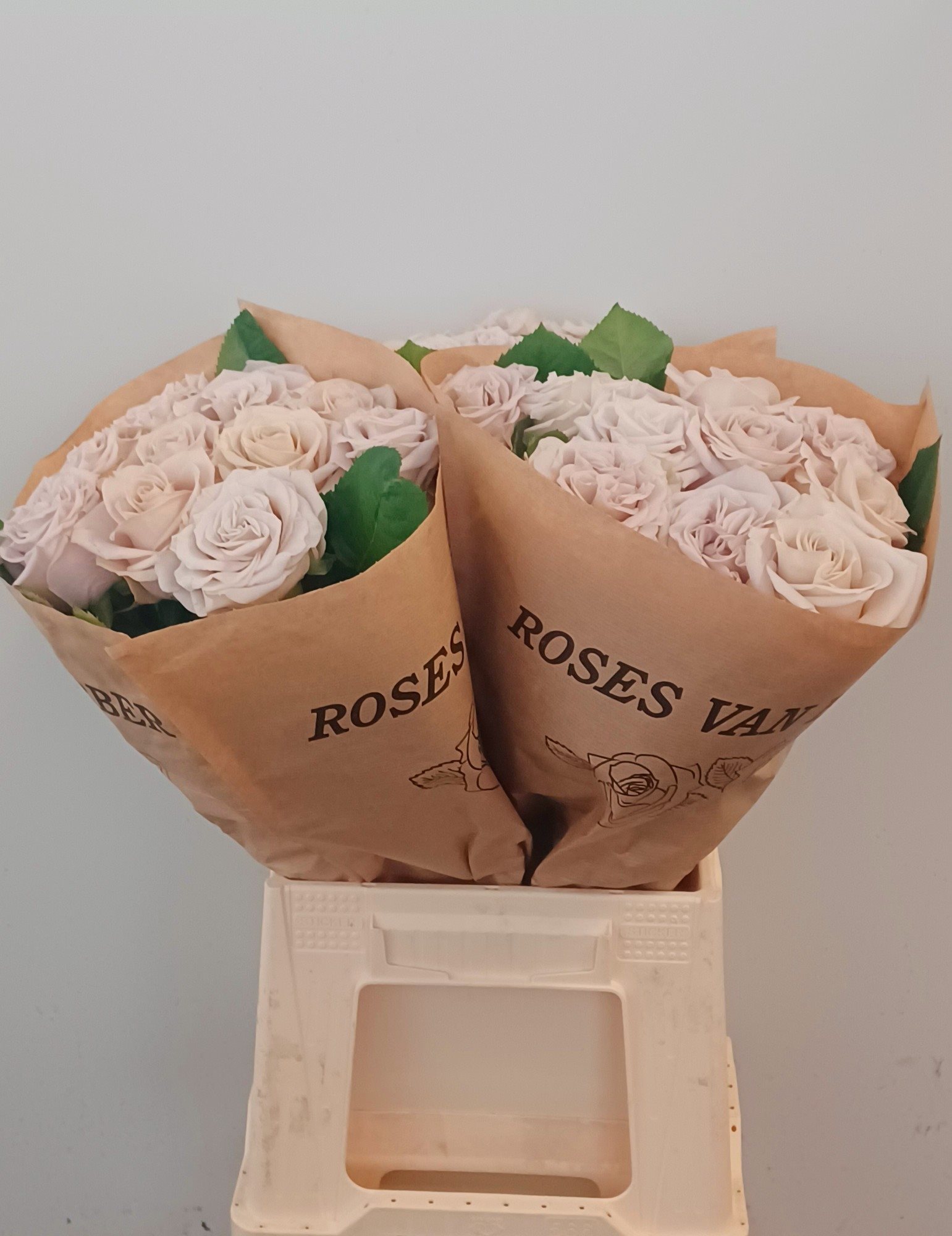 GROß BLUMIG-6624555