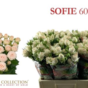 Sofie 60cm