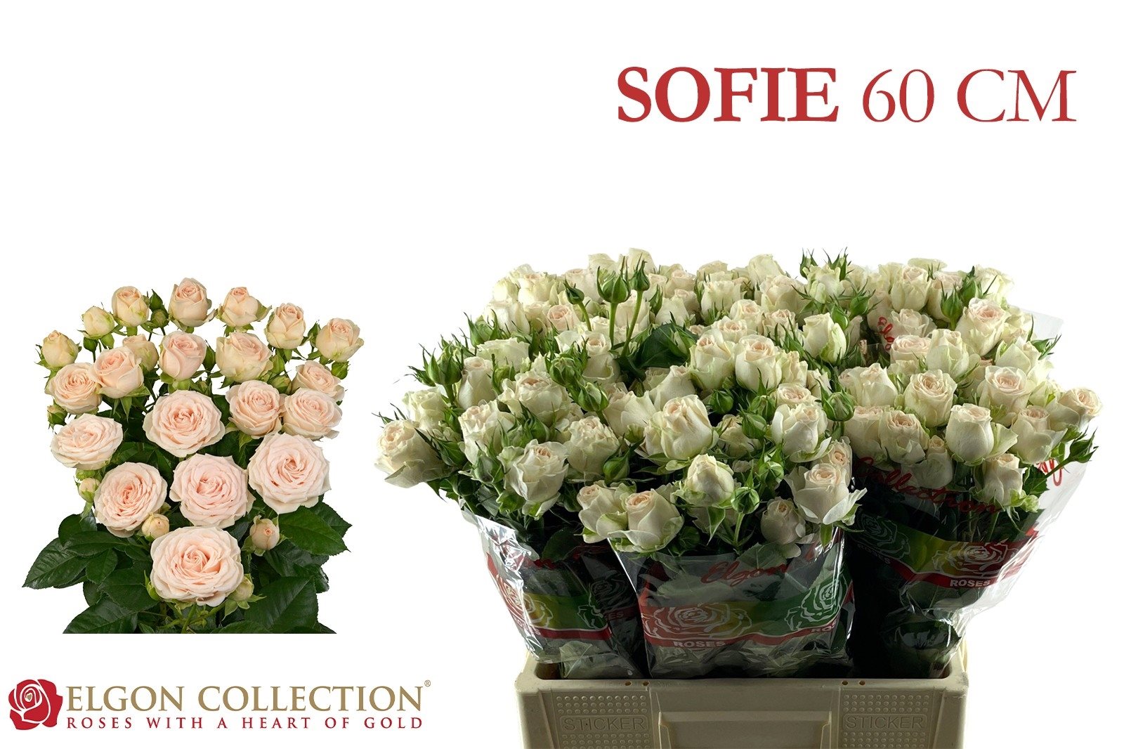 bd1b25d23d169-6393600