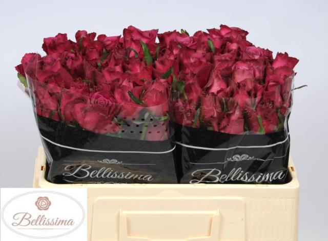 14d63d04-d98a-3658-bfae-2727bbc6e337