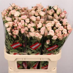 Sweet Porcelina 70cm