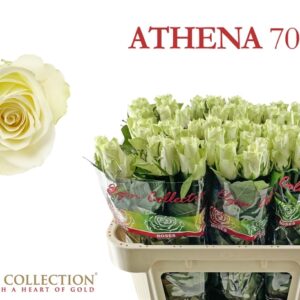 Athena 70cm