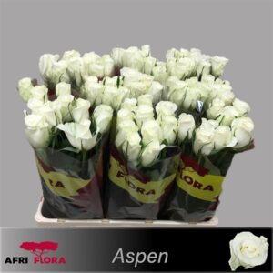 Aspen 40cm