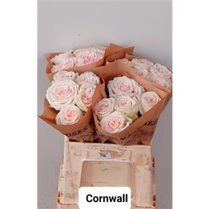 Cornwall 40cm