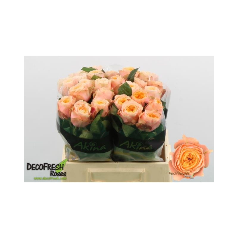 RPEA4-LIVE_fotos-0xBA59028B66D4C00616DAE7569A50FE1FF811CB17