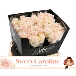 Sweet Caroline 50cm