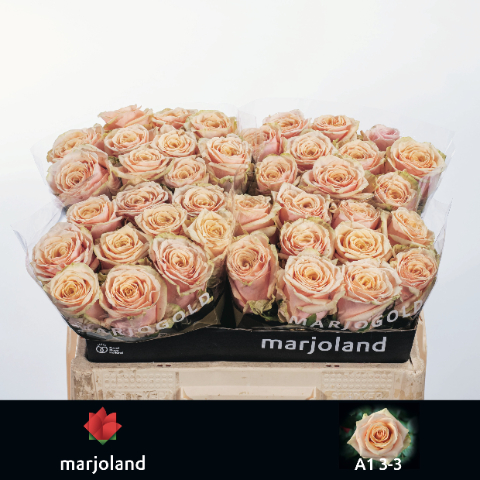 a0c3f436-a462-3ff1-b195-8a83f33bf41d