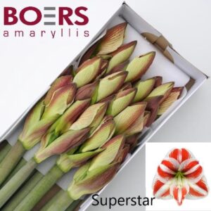 Amaryllis Superstar (12)