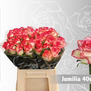 Jumilia 40cm (A2)