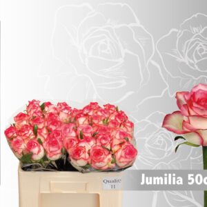 Jumilia 50cm (A2)
