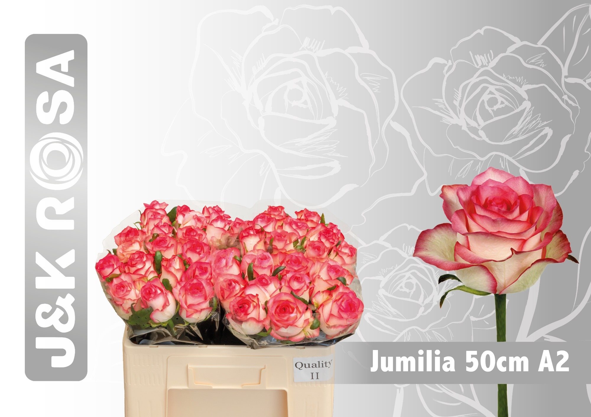 Jumilia 50 A2-3545570