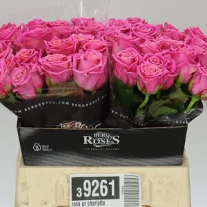 Tan Charlotte 50cm (A2)