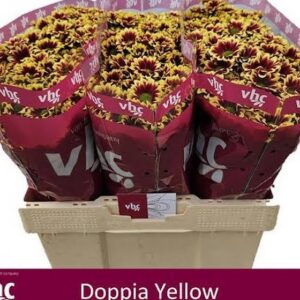 Chr San Aaa Doppia Yellow 55cm