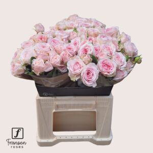 Fatal Attraction 40cm