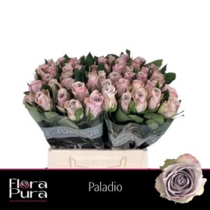 Paladio 50cm