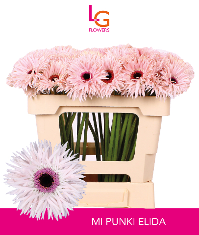 ac789af3-0e68-3e2b-964c-43445d3a07fd