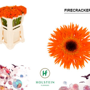 Ge Mi Firecracker 50cm