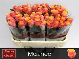 Melange 70cm