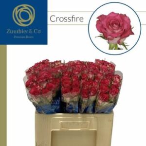 Crossfire 60cm