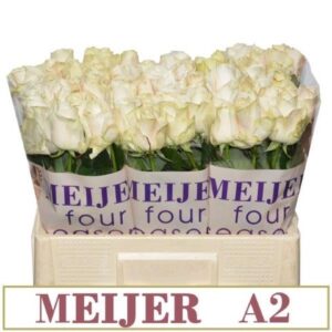 Four season 55cm (A2)