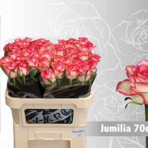 Jumilia 70cm (A2)
