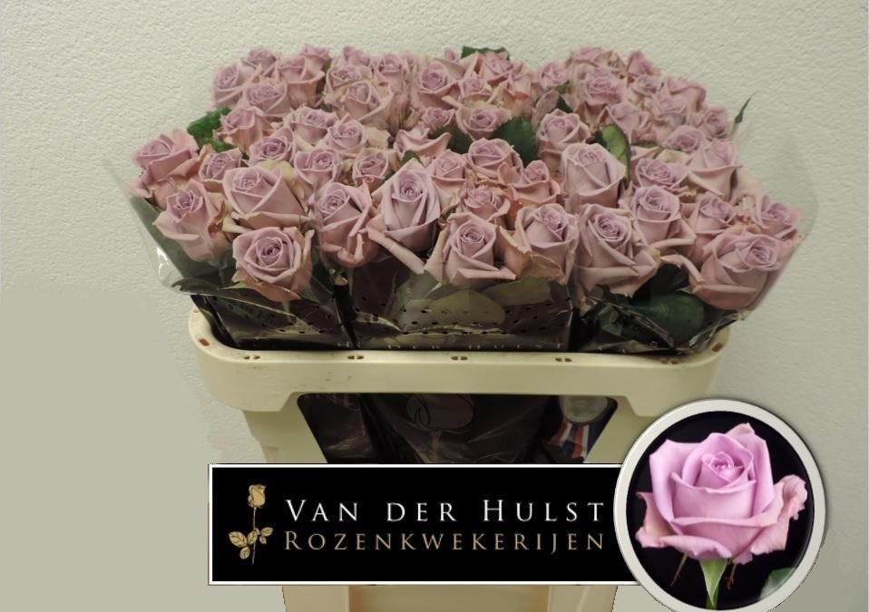 Ar 70 A1 80st-1528101