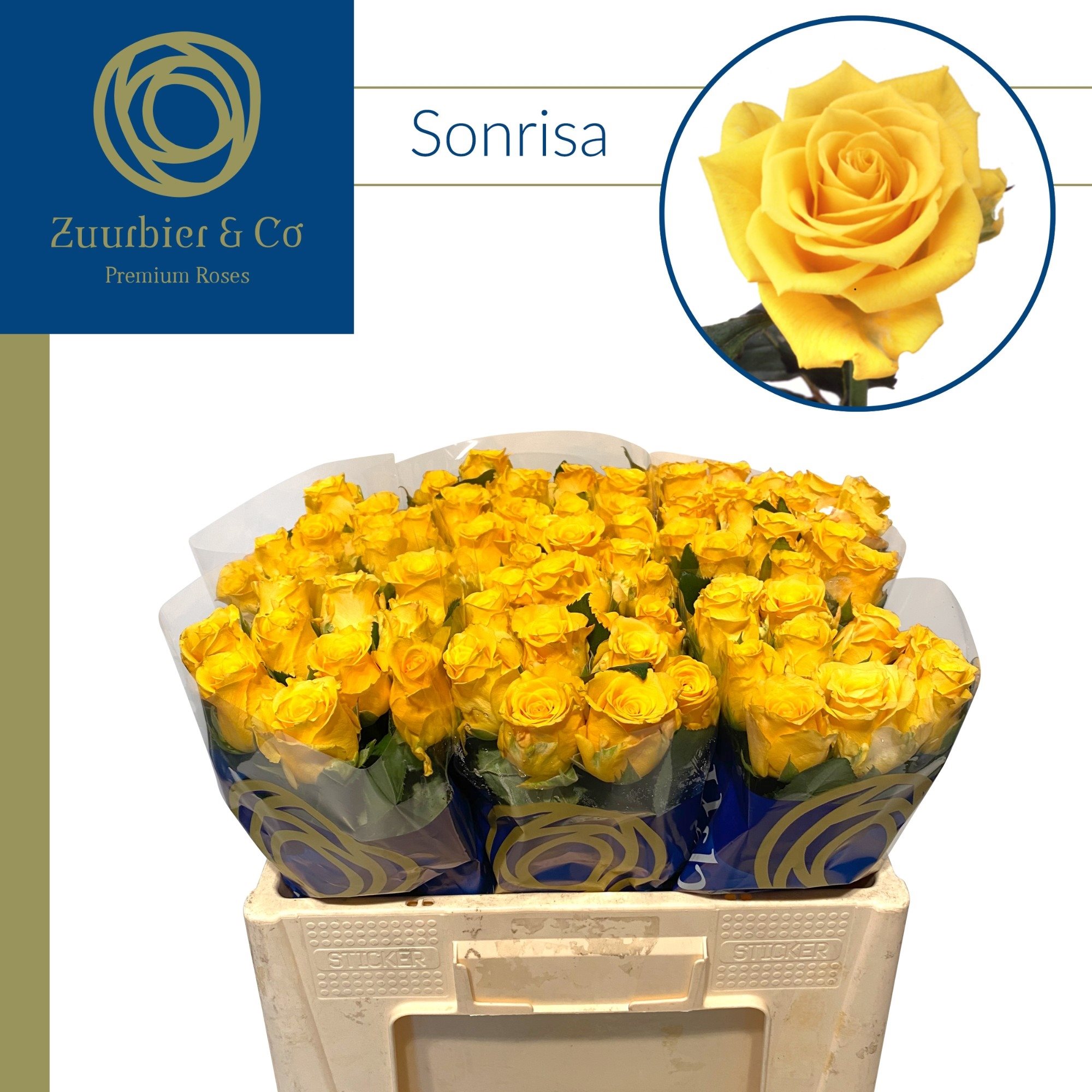 22591 50 KON-8305398