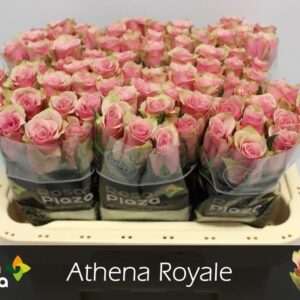Athena Royale 60cm