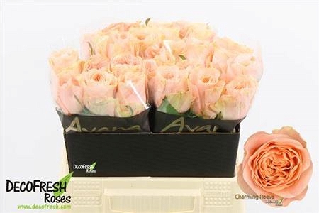 large_R_Gr_Charming_Reeva_40